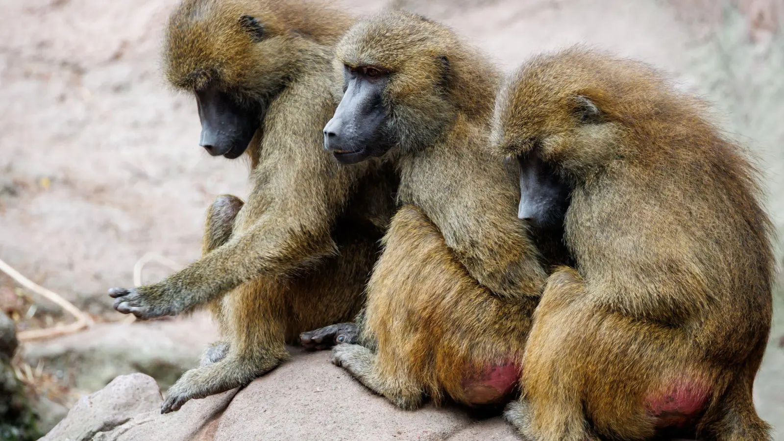 Der Tiergarten hat nun seine Pläne in die Tat umgesetzt - obwohl Tierschutz- und Tierrechtsorganisationen diese scharf kritisiert hatten. (Archivbild) (Foto: Daniel Karmann/dpa)