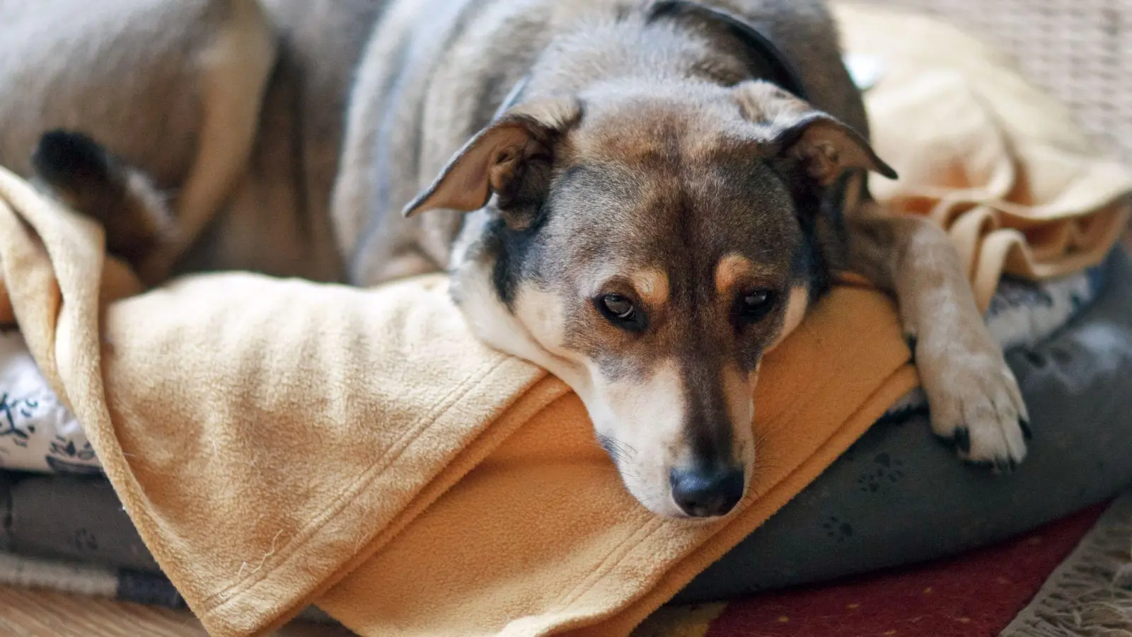 Hunde reagieren sehr sensibel auf den berauschenden Wirkstoff von Cannabis. Bei einem Drogenrausch ist der Vierbeiner stark verwirrt. (Foto: Markus Scholz/dpa-tmn)