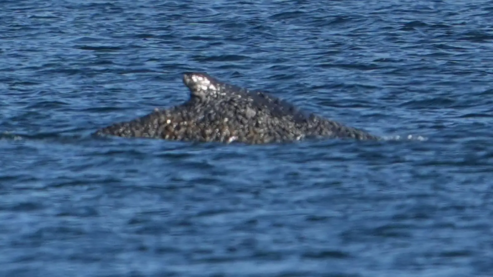 Nach tagelangen Rettungsversuchen ist der Buckelwal wieder frei. (Foto: Marcus Brandt/dpa)
