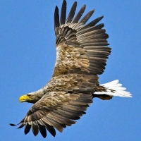 Der Seeadler gilt mit einer Flügelspannweite von bis zu 2,60 Metern als größter europäischer Greifvogel. Im Rothenburger Forst wurden vier Jungtiere beringt.  (Archivbild: Patrick Pleul/dpa)
