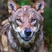 Im Gehege des Nationalparkzentrums Falkenstein im Bayerischen Wald werden Wölfe gehalten, etliche Artgenossen leben aber mittlerweile auch frei in Bayern. (Archivbild) (Foto: Armin Weigel/dpa)