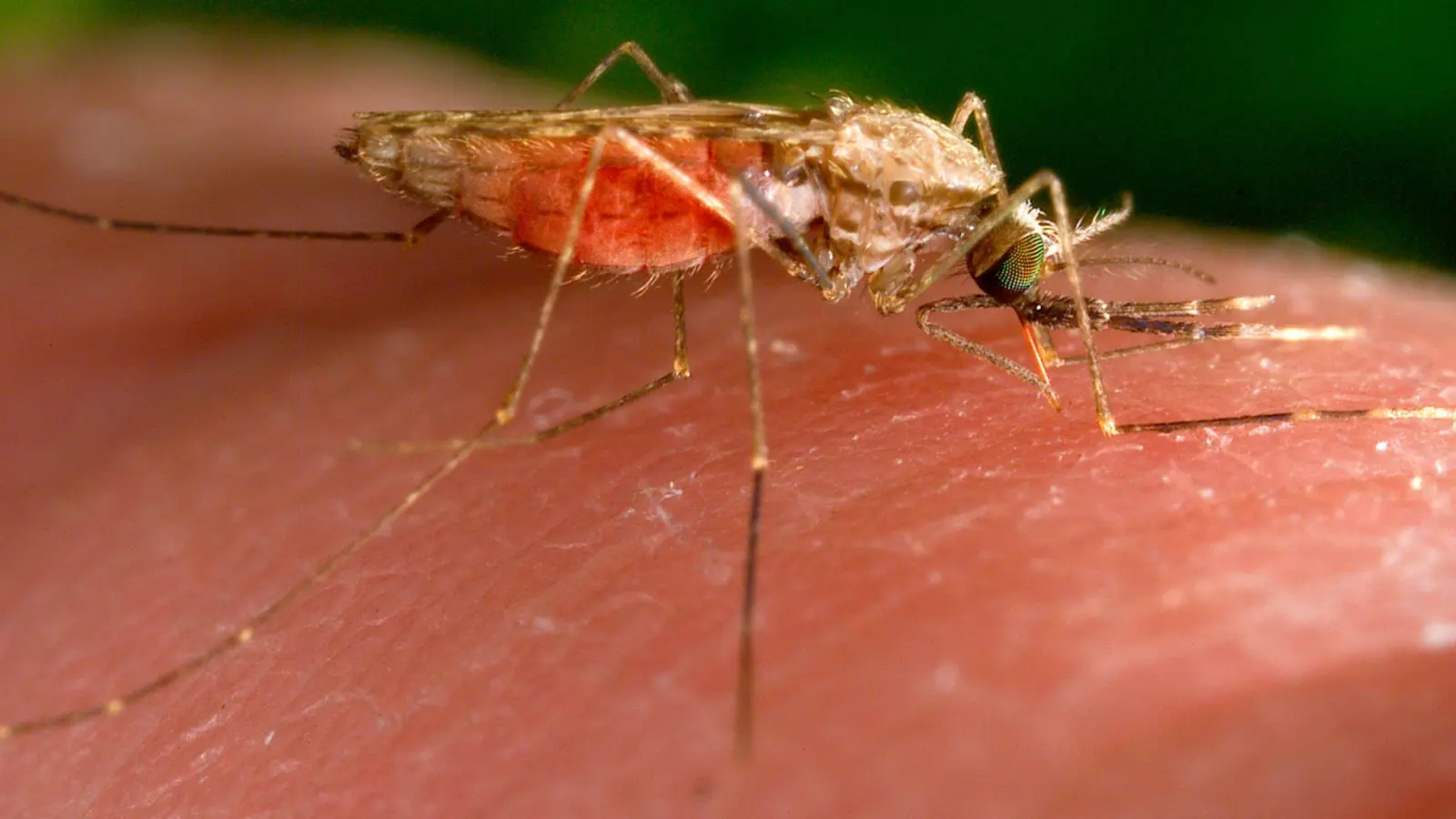 Es gibt nun einen weiteren Malaria-Todesfall in Frankfurt. (Archivbild) (Foto: James Gathany/AP/dpa)