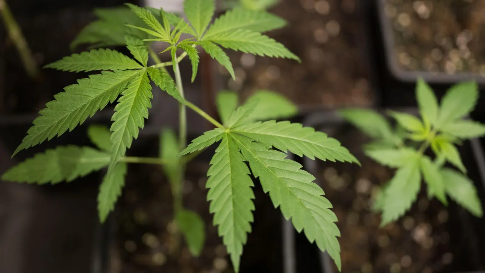 Ministerin Judith Gerlach erneuert ihre Forderung nach der Rücknahme der Cannabis-Teillegalisierung. (Symbolbild) (Foto: Sebastian Gollnow/dpa)