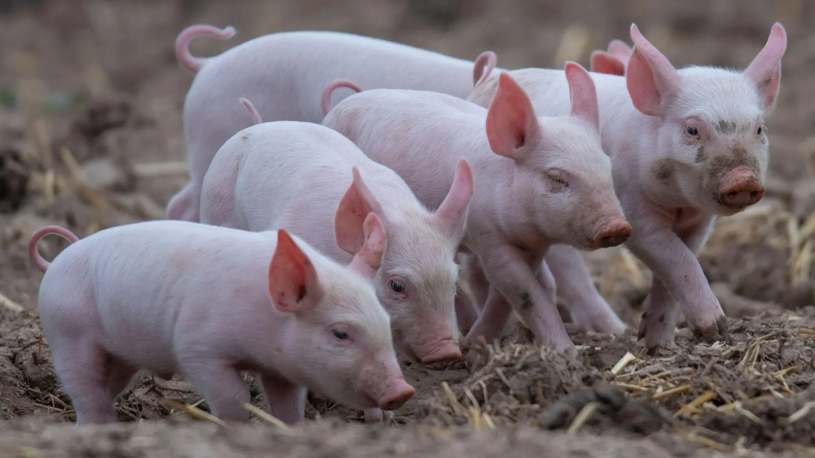 Infolge eines Unfalls sind hunderte Ferkel gestorben. (Foto: Boris Roessler/dpa/Symbolbild)