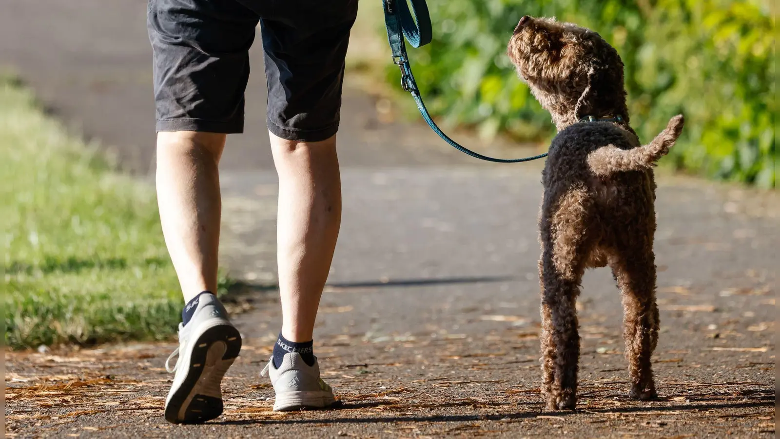 Für das Halten von Hunden erheben Kommunen in Deutschland eine Hundesteuer. (Foto: Focke Strangmann/dpa)
