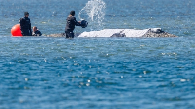 Helfer schütten Wasser auf den Rücken des Tieres. (Foto: Jens Büttner/dpa)