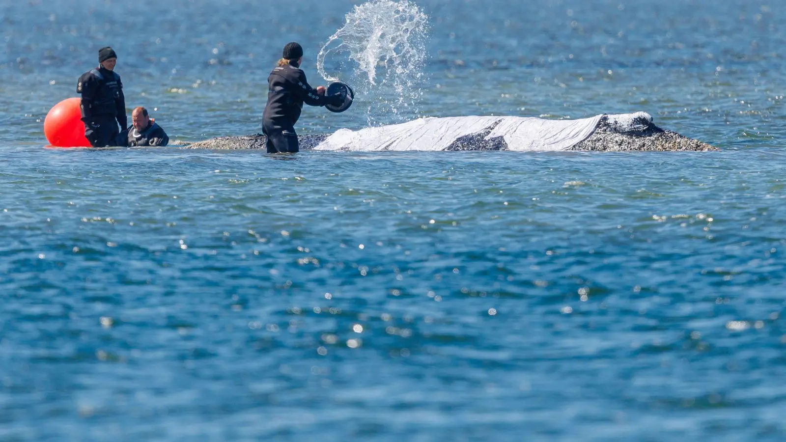 Helfer schütten Wasser auf den Rücken des Tieres. (Foto: Jens Büttner/dpa)