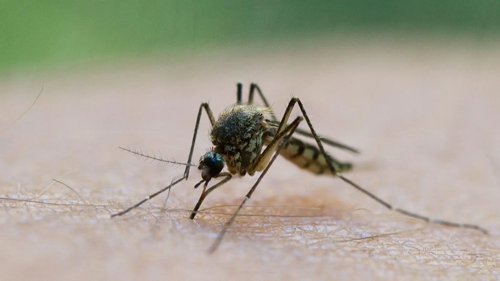 In Stuttgart und Karlsruhe wurden zwei lokal erworbene Infektionen mit dem West-Nil-Virus gemeldet. (Symbolbild) (Foto: Patrick Pleul/dpa/dpa-tmn)