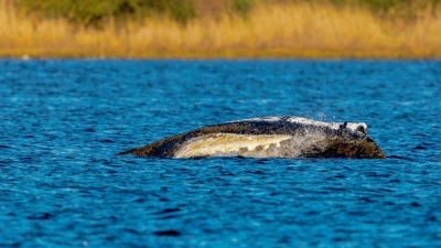 Der Wal liegt immer noch vor der Insel Poel. (Foto: Jens Büttner/dpa)