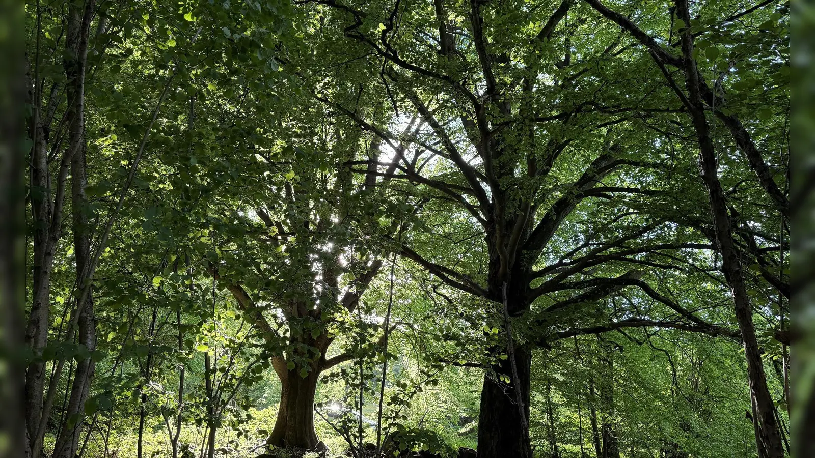Die Rhön ist wie hier in ihrem bayrischen Teil Lebensraum alter knorriger Bäume. (Archivbild) (Foto: Michael Bauer/DPA)