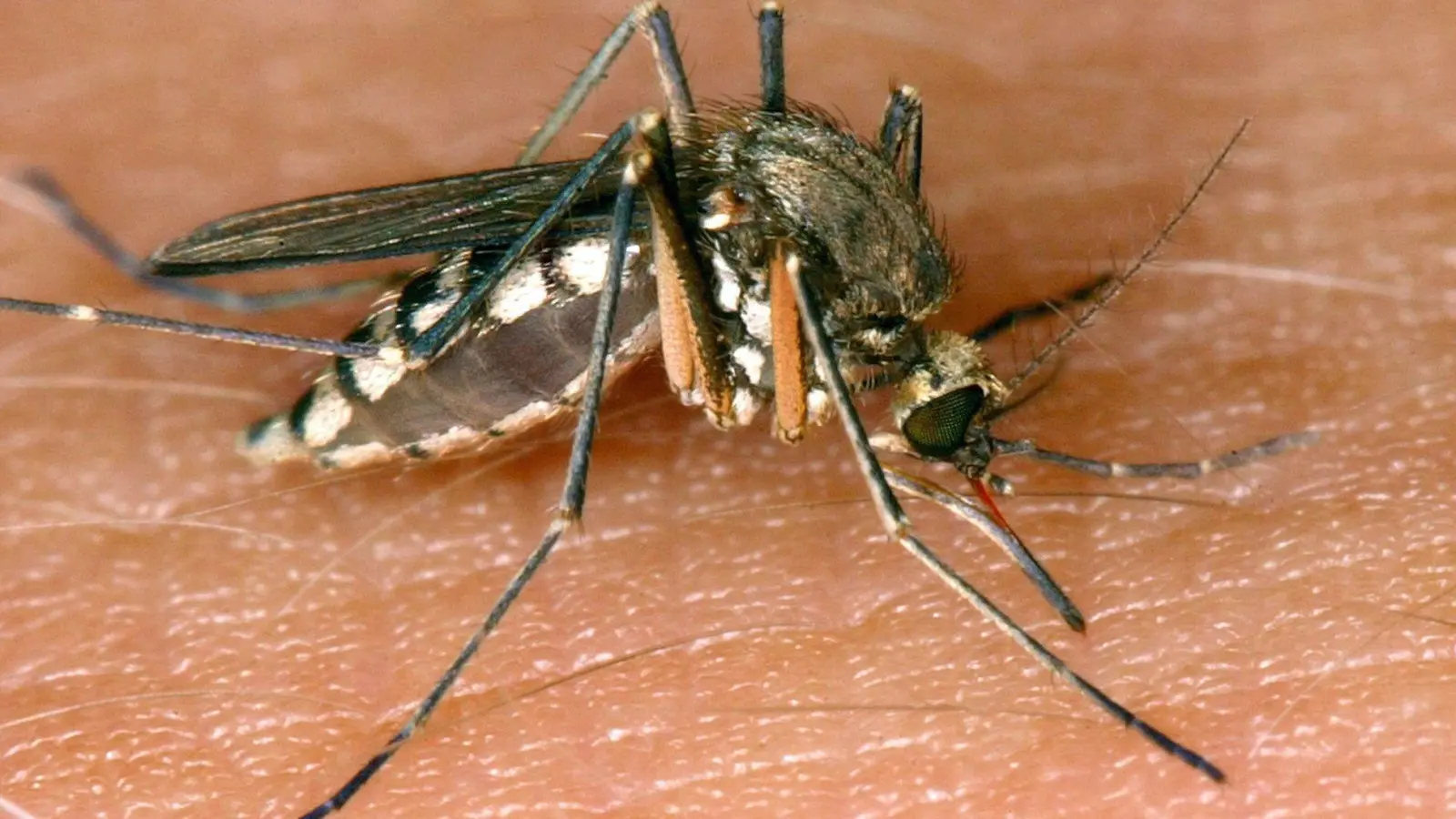 In Stuttgart und Karlsruhe wurden zwei lokal erworbene Infektionen mit dem West-Nil-Virus gemeldet. (Symbolbild) (Foto: Andreas Lander/dpa-Zentralbild/dpa)