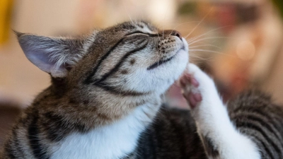 Eine 39-Jährige hat bei ihrer Katze Verletzungen festgestellt. (Symbolbild: Franziska Gabbert/dpa-tmn)