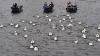 In diesem Jahr begleiteten die Boote rund 50 von insgesamt rund 90 Schwänen. (Foto: Marcus Brandt/dpa)