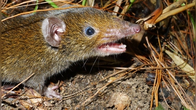 Der Kleine Rattenigel hat weiches Fell und scharfe Reißzähne. (Foto: Alexei V. Abramov/WWF/dpa)