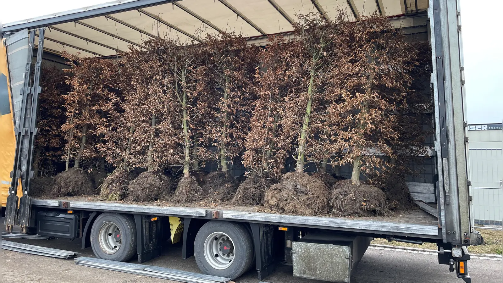 Per Spedition sind die Hainbuchen in Bad Windsheim angekommen. (Foto: Andreas Precht)