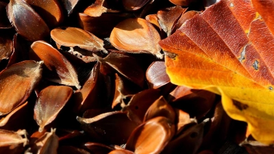 Nussiges Aroma: Geröstete Bucheckern eignen sich als Topping für Salate, Suppen oder Müslis. (Foto: Karl-Josef Hildenbrand/dpa)