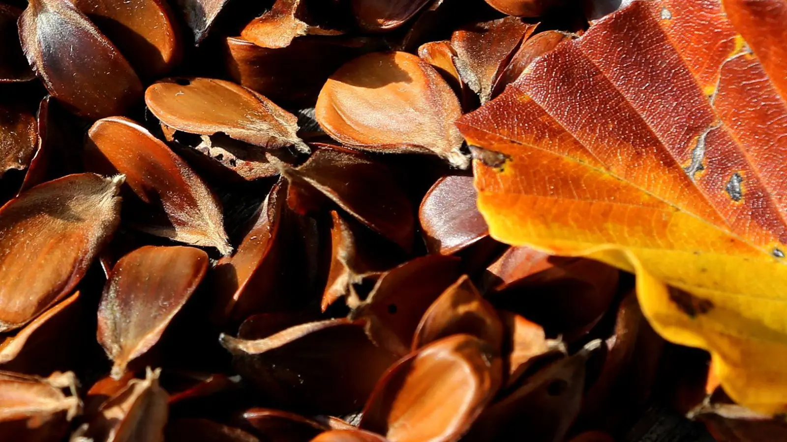 Nussiges Aroma: Geröstete Bucheckern eignen sich als Topping für Salate, Suppen oder Müslis. (Foto: Karl-Josef Hildenbrand/dpa)