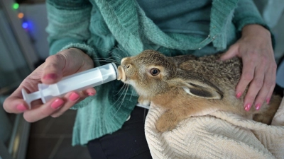 Ein junger Feldhase wird mit Spezialmilch gefüttert. (Foto: Malin Wunderlich/dpa)