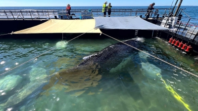 Bald soll der Buckelwal vom Kahn schwimmen.  (Foto: Jens Schwarck/Rettungsinitiative/dpa)
