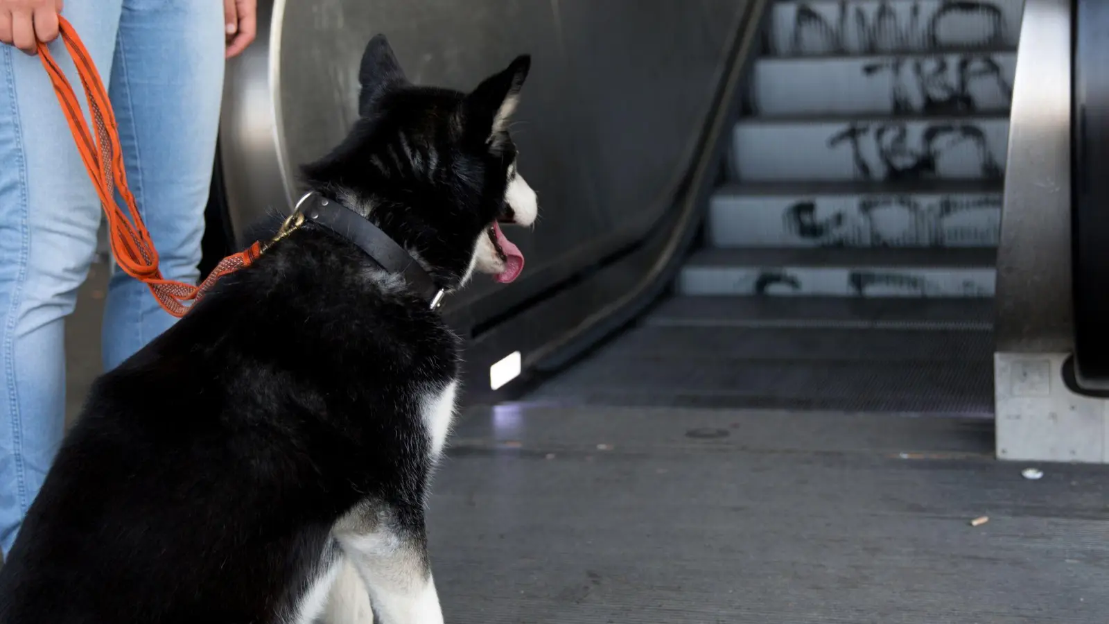 Hunde können auf Rolltreppen Verletzungen erleiden - vor allem an den Krallen. (Foto: Florian Schuh/dpa-tmn)