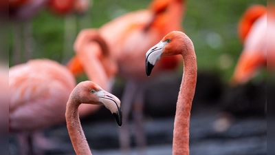 Flamingos stehen im Tierpark Berlin in ihrem Gehege. (Foto: Christophe Gateau/dpa)