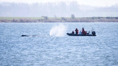 Auch nach Ostern machen sich Expertinnen und Experten ein Bild von der Situation des Wals. (Foto: Philip Dulian/dpa)