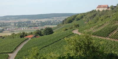 Die Weinlage „Burg Hoheneck” in Ipsheim. Dort wird mit einer Tröpfchenbewässerung gegen die Trockenheit angekämpft. (Foto: Anita Dlugoß)