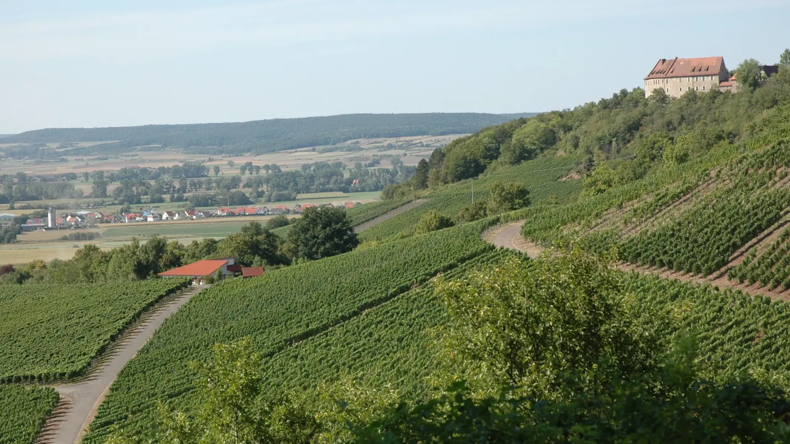Die Weinlage „Burg Hoheneck” in Ipsheim. Dort wird mit einer Tröpfchenbewässerung gegen die Trockenheit angekämpft. (Foto: Anita Dlugoß)