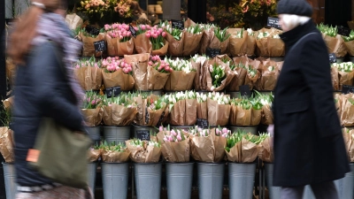 Für Tulpen müssen Verbraucher in diesem Jahr tiefer in die Tasche greifen. (Archivbild) (Foto: Sebastian Willnow/dpa)