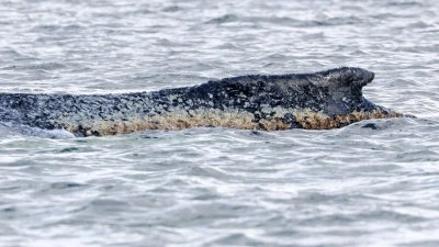 Die Haut des geschwächten Buckelwals soll befeuchtet werden. (Archivbild) (Foto: Bodo Marks/dpa)