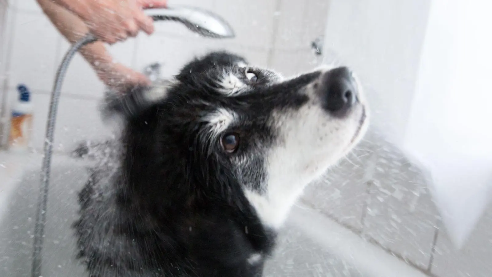 Brause für Bello: Hunde sollten nicht zu oft gebadet werden. (Foto: Florian Schuh/dpa-tmn)