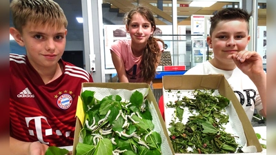 Bei den Seidenraupen gibt es immer etwas zu tun: Nico, Mia und Cody (von links) füttern die Raupen mit frischen Blättern eines Maulbeerbaums. (Foto: Waltraud Enkert)