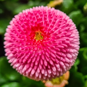 Tausendschön - gesehen in Neustadt (Foto: Uschi Wendel)