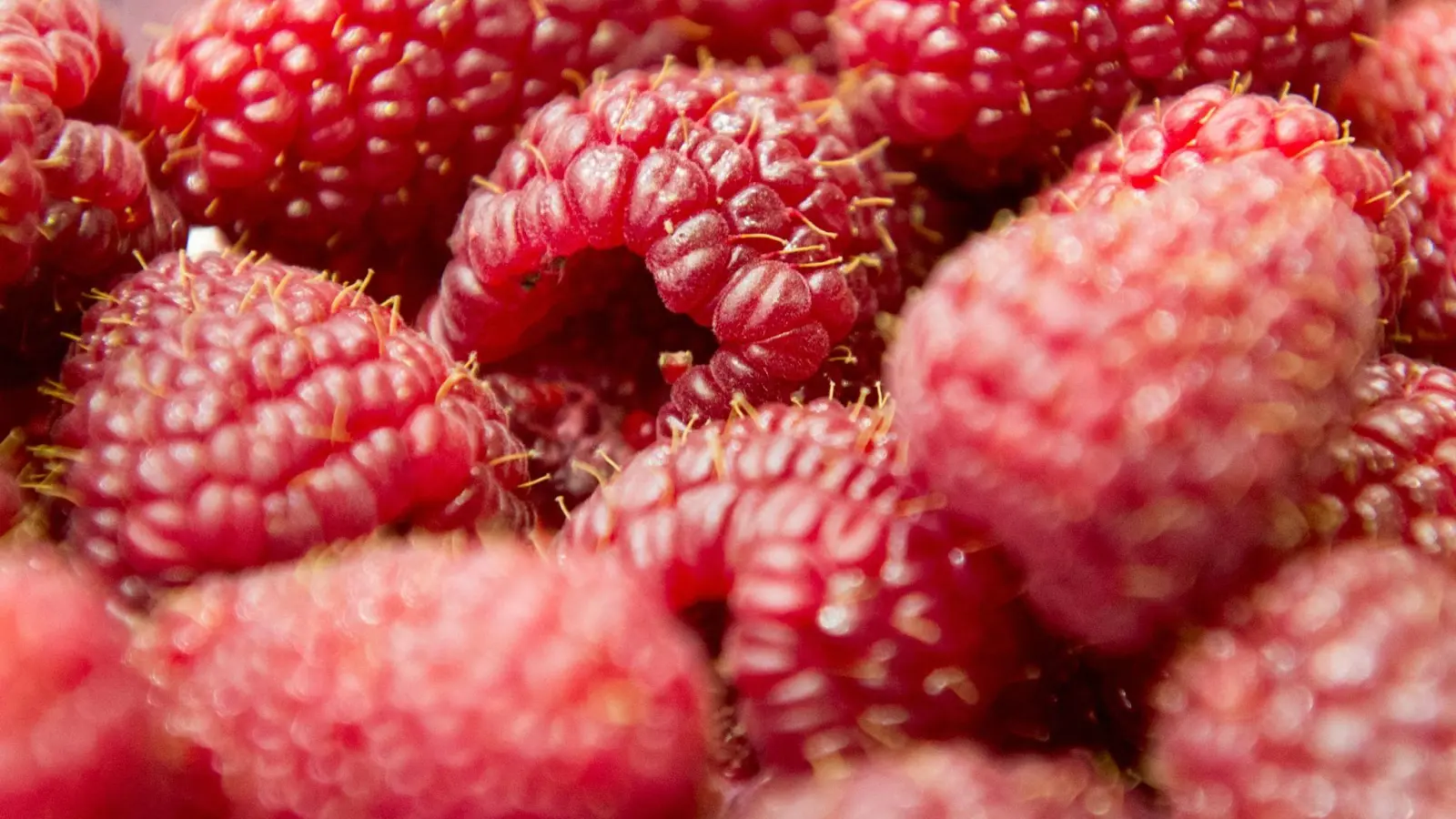 Zum ThemendienIn Himbeeren steckt Salicylsäure - ein Stoff, der Schmerzen lindern kann. Um auf mit ihnen Kopfweh zu behandeln, müsste man allerdings riesige Mengen Himbeeren essen. (Foto: Andrea Warnecke/dpa-tmn)