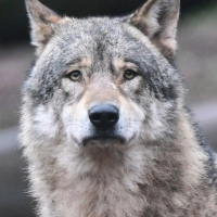 Dürfen Wölfe in der alpinen Region in Deutschland abgeschossen werden, obwohl sie noch kein Nutztier gerissen haben? Diese Frage müssen nun Richter in Augsburg klären. (Symbolbild) (Foto: Bernd Weißbrod/dpa)