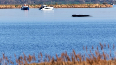 Für den Buckelwal in der Wismarer Bucht sind die Überlebenschancen sehr gering. (Archivbild)  (Foto: Marcus Golejewski/dpa)