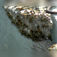 Wenn sich Wespen am Haus oder in Rollladenkästen niederlassen, sollte man sich professionelle Hilfe holen, um die naturgeschützten Insekten wieder loszuwerden. (Foto: Stadnik/Pixabay)