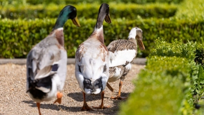 Die Polizei sucht nach dem Besitzer der Tiere. (Symbolbild) (Foto: Daniel Karmann/dpa)