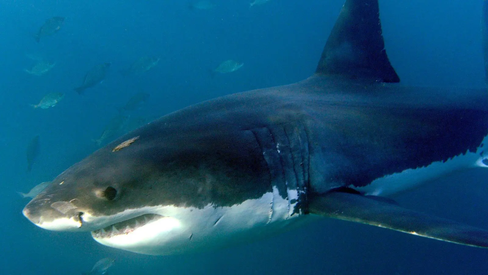 Der Wissenschaftler versah Haie vor der Kokos-Insel mit Markierungen, als er angegriffen wurde. (Symbolbild) (Foto: Helmut Fohringer/EPA/dpa)