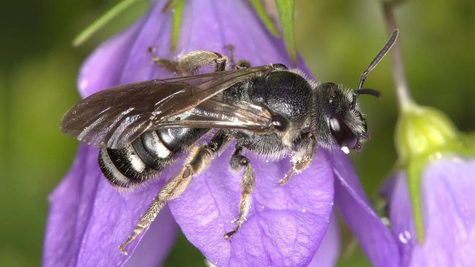 Die Glockenblumen-Schmalbiene ist deutlich kleiner als eine Honigbiene. (Foto: Nabu Baden-Württemberg/dpa)