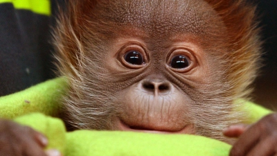 In vielen Zoos kann man Tierpatin oder Tierpate werden und für die Tiere und ihre Artgenossen eine Spendenpatenschaft übernehmen. (Foto: Ralf Hirschberger/dpa-Zentralbild/dpa-tmn)