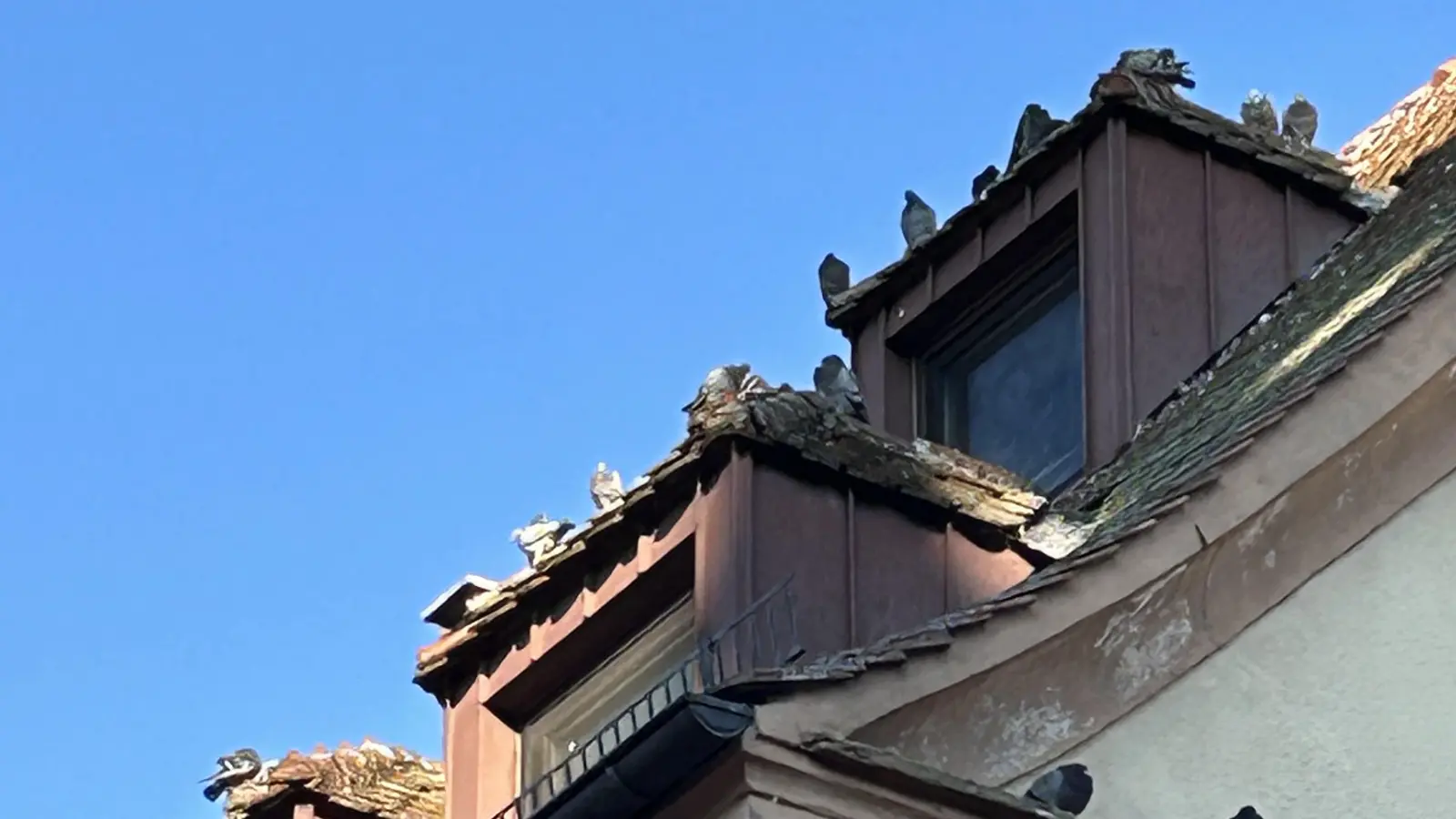 Wilde Tauben am Dach des Gabrieli-Hauses im Herzen Herriedens: Wegen der Überpopulation gibt es Probleme. (Foto: Florian Pöhlmann)