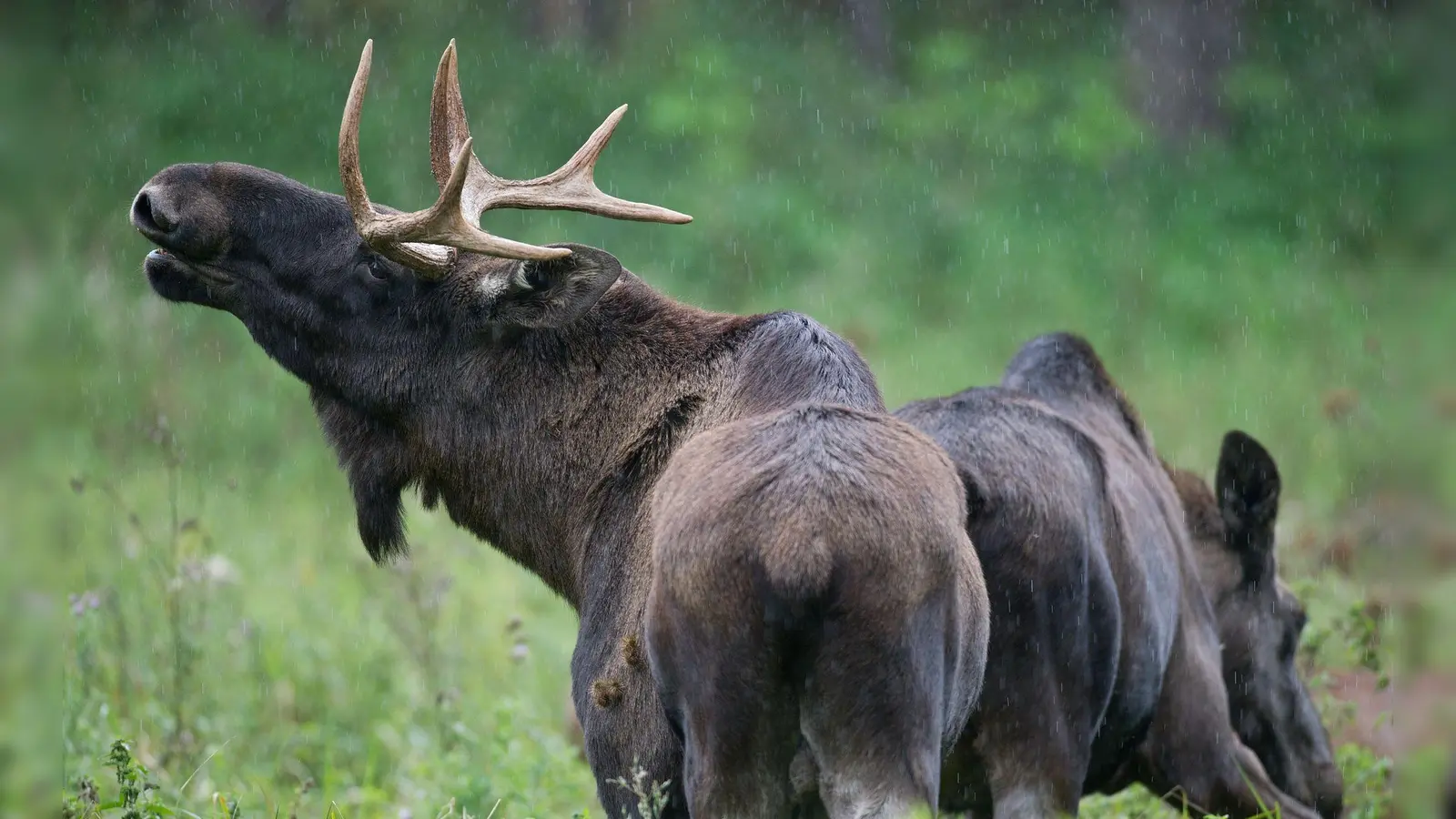In der Nähe von Deggendorf soll ein Elch umherstreifen. (Symbolbild) (Foto: Patrick Pleul/dpa)