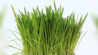 Frisches Ostergras selbst ziehen: Mit Weizen-, Gersten- oder Dinkelsamen lässt sich in nur acht bis zehn Tagen das perfekte grüne Nest für das Osterkörbchen gestalten. (Foto: Tesa/DIY Academy/dpa-tmn)