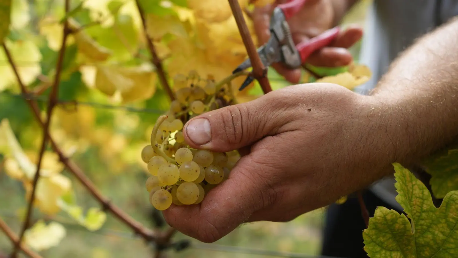 Das regenreiche Jahr beschert den Winzern 2024 Weine mit ausgeprägter Mineralität. (Foto: Thomas Frey/dpa/dpa-tmn)