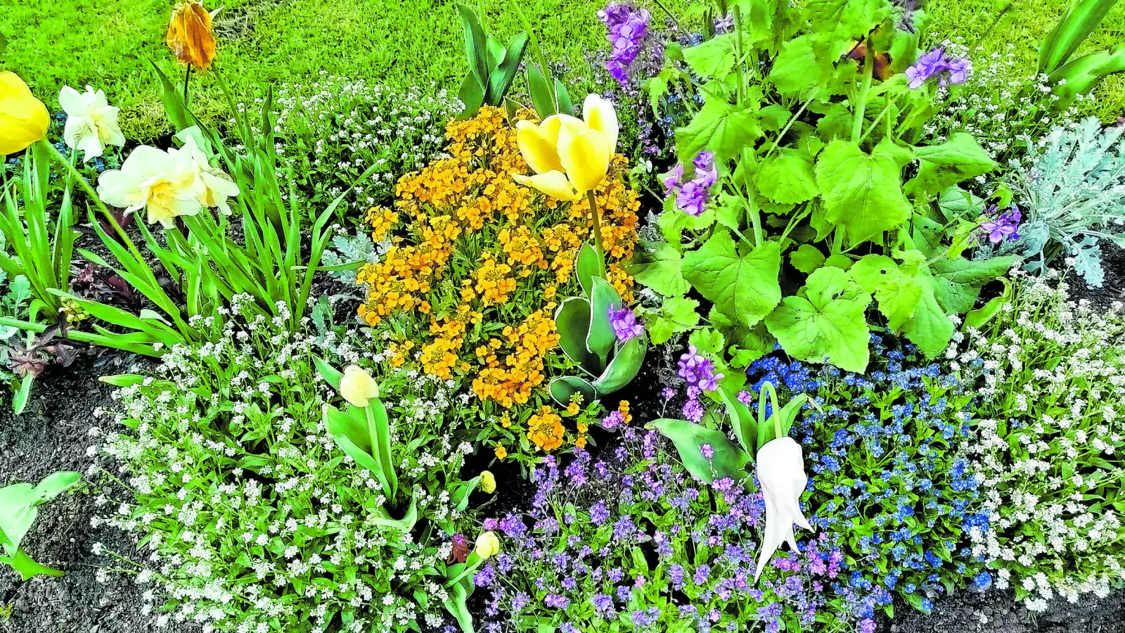 Im Mai kann man wieder so richtig Schwung und Farbe ins Beet bringen. (Foto: Christian Treffer)