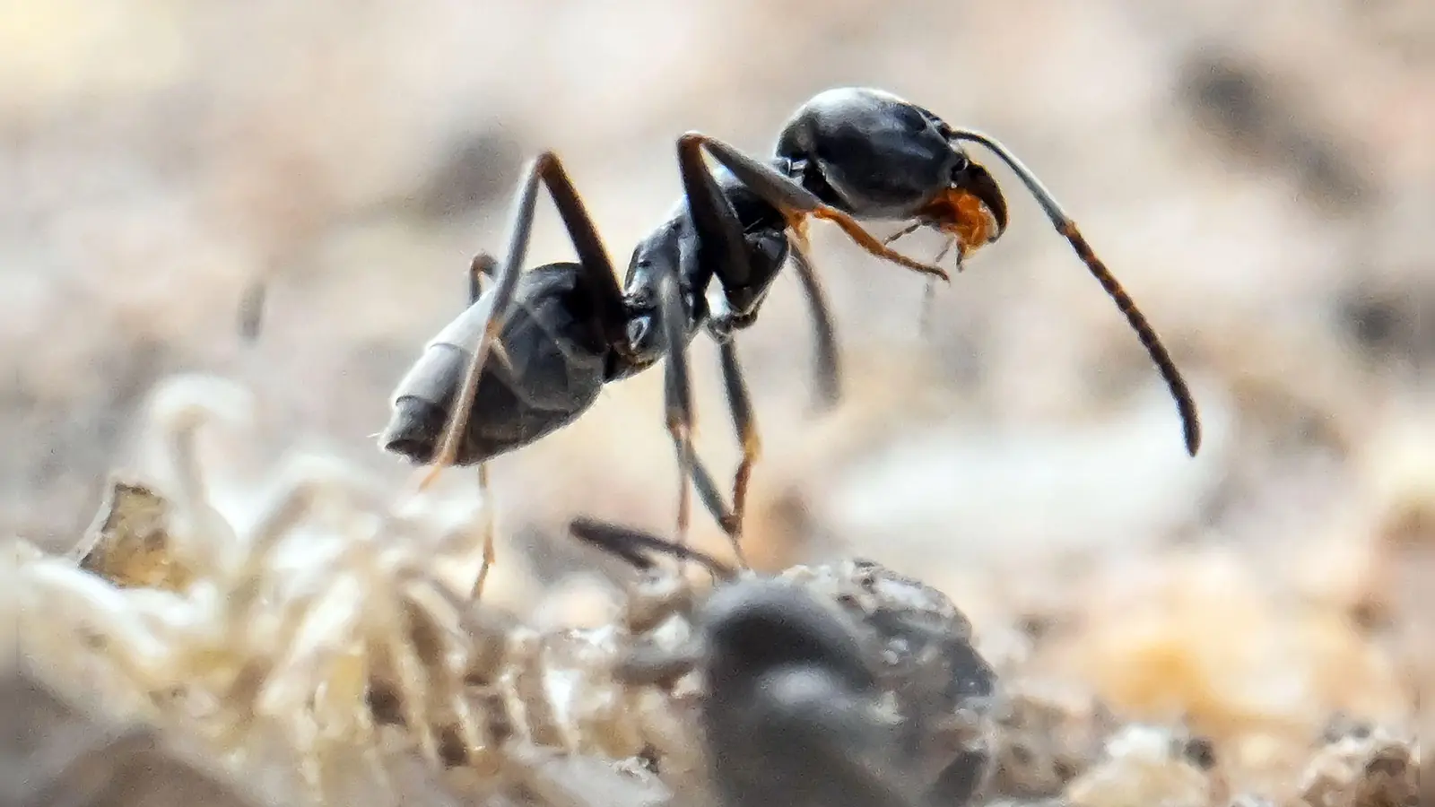 Die Ameisen der Art Tapinoma magnum dringen auch in Häuser ein. (Archivbild) (Foto: Uli Deck/dpa)