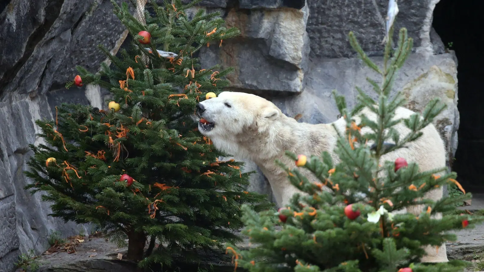 Manche Zoos freuen sich auch nach dem Fest noch über gespendete Weihnachtsbäume - als Spielzeug oder gar Futter für ihre Tiere. (Foto: Wolfgang Kumm/dpa/dpa-tmn)