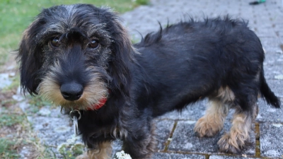 Ein Rauhaardackel (hier ein Symbolbild) wurde durch einen Köder vergiftet. (Foto: Thomas Schaller)