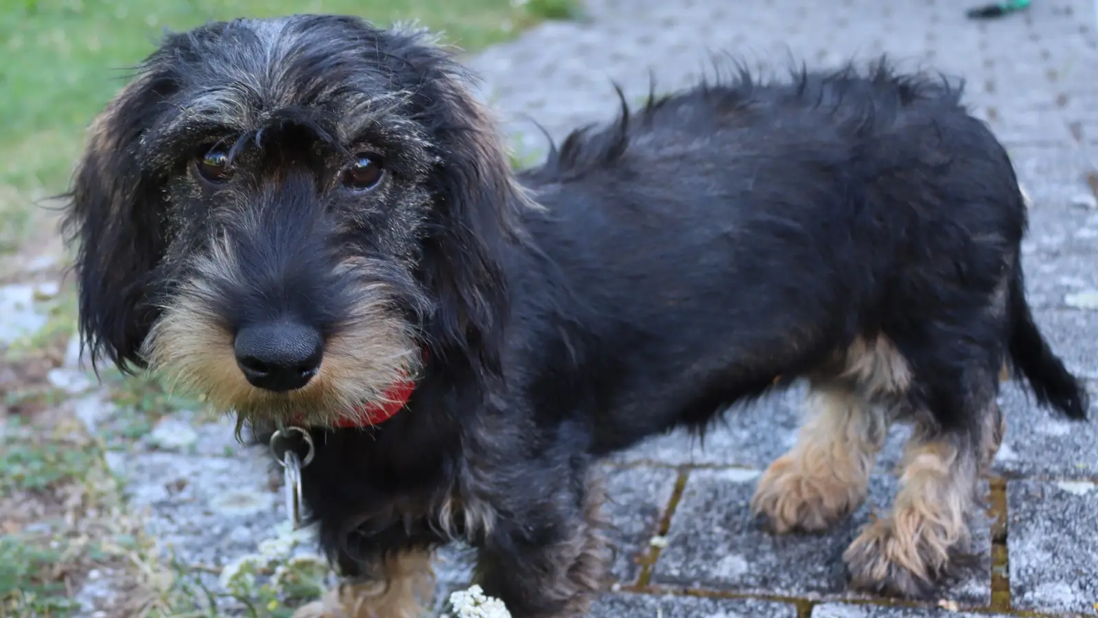 Ein Rauhaardackel (hier ein Symbolbild) wurde durch einen Köder vergiftet. (Foto: Thomas Schaller)